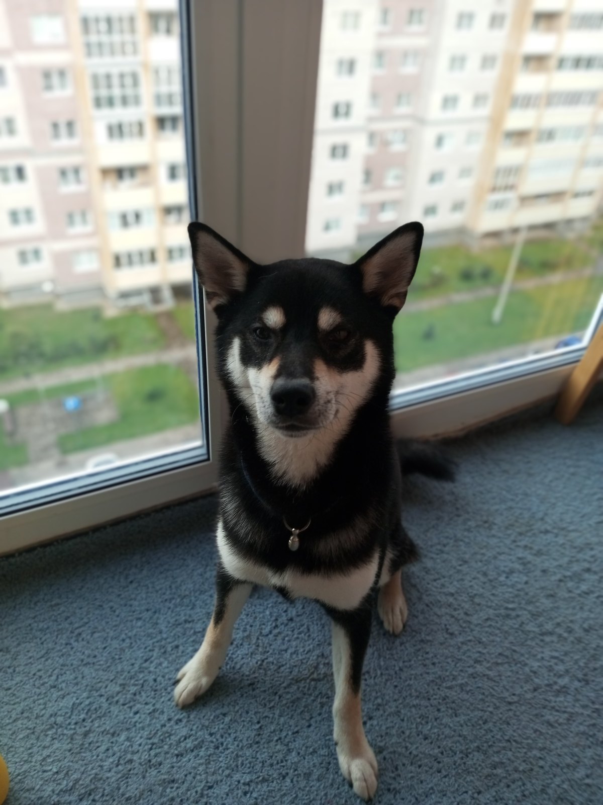 Мишка